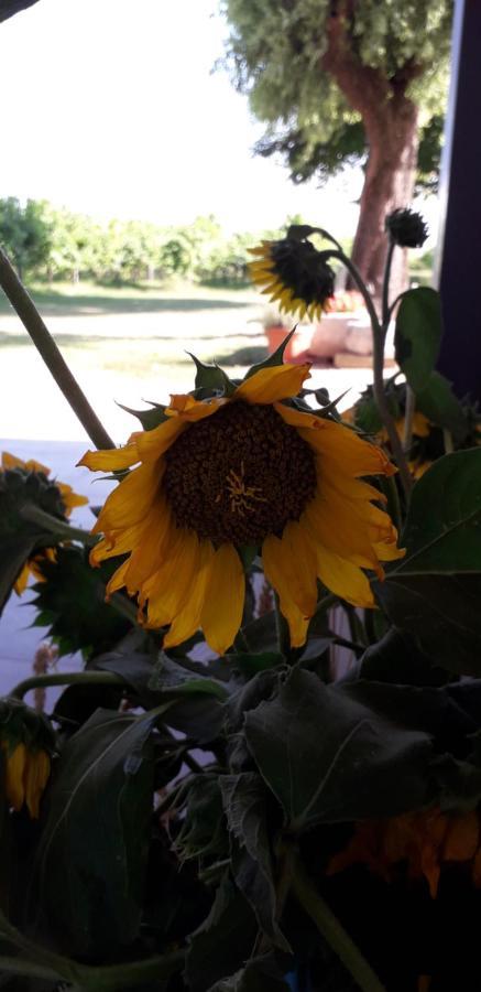 Agriturismo Vitae Fabbrico ภายนอก รูปภาพ