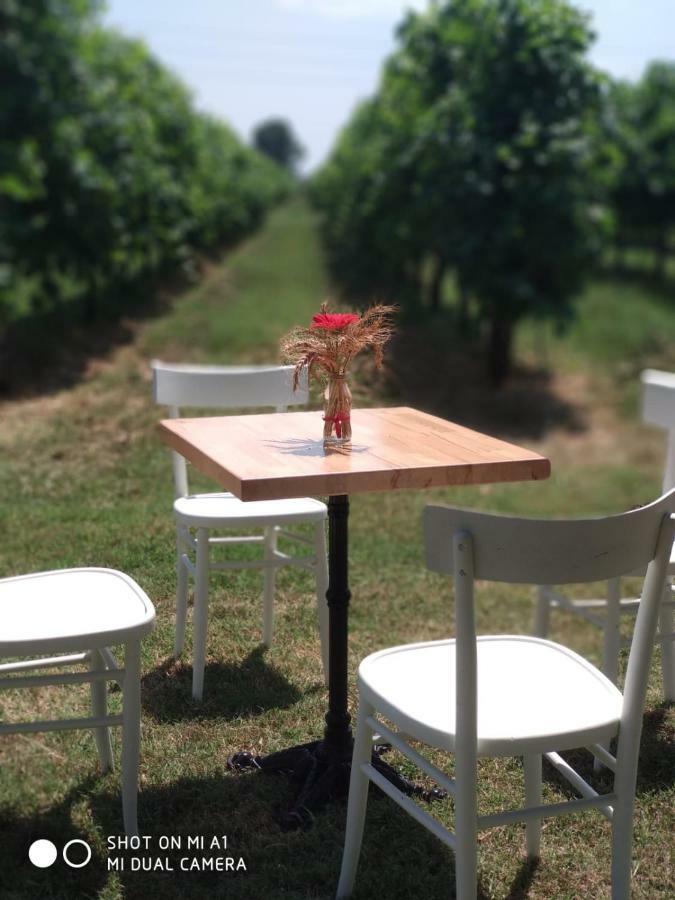 Agriturismo Vitae Fabbrico ภายนอก รูปภาพ