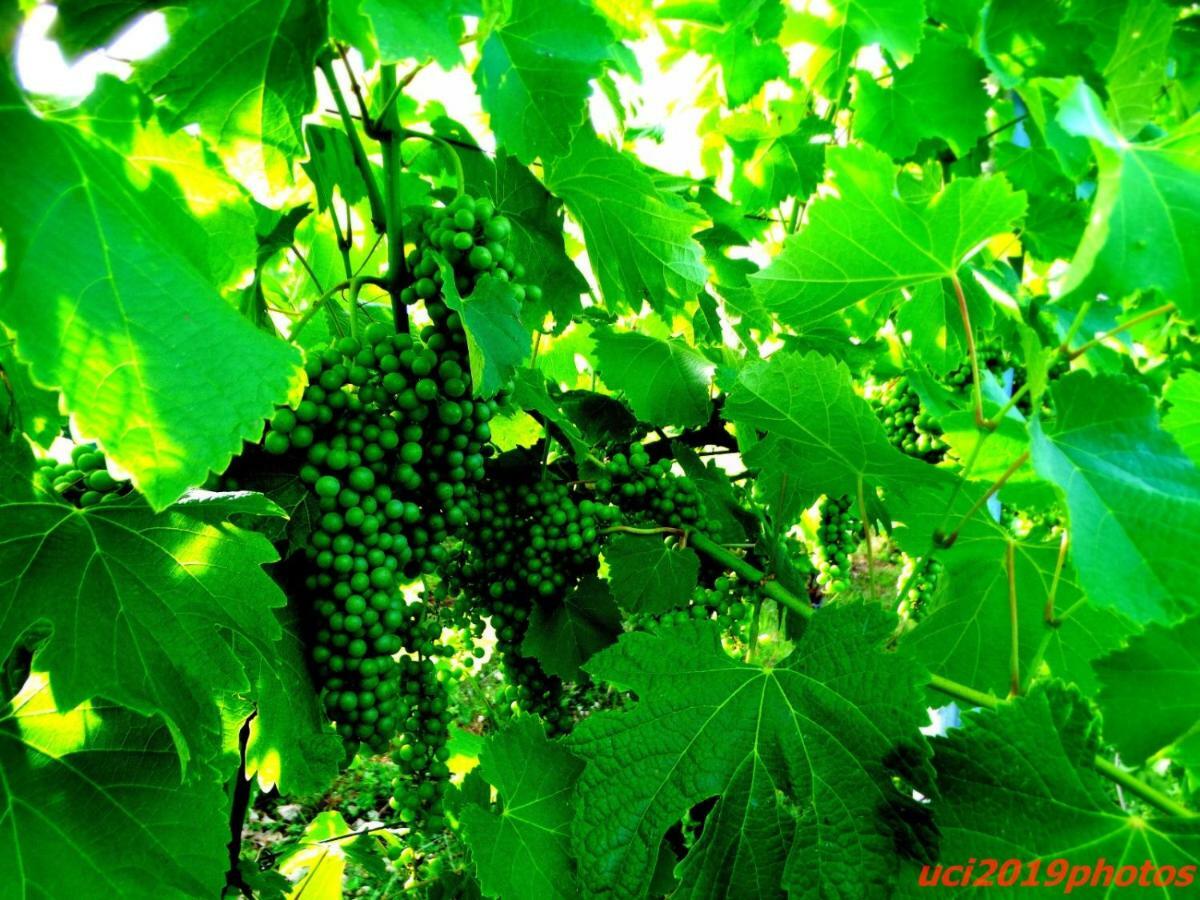 Agriturismo Vitae Fabbrico ภายนอก รูปภาพ